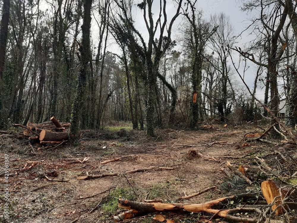 Deforestación en un bosque de Galicia después de una tala de árboles