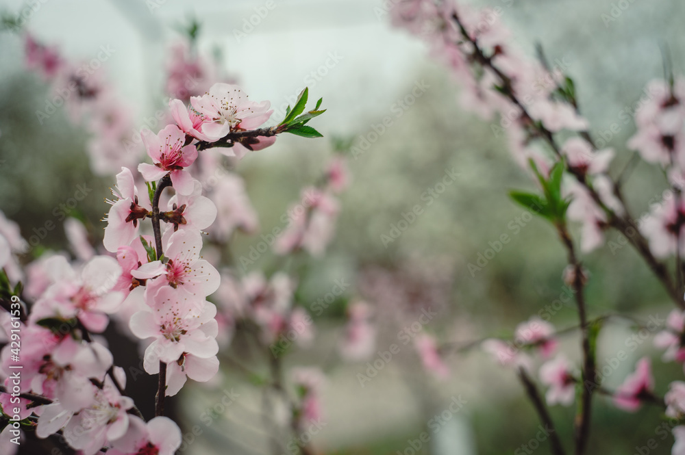 Blossoming peach tree branches, the background blurred. Peach blossom in spring. branches in full bloom. Blossoming peach tree branches, the background blurred. Peach blossom in spring. branches in full bloom.