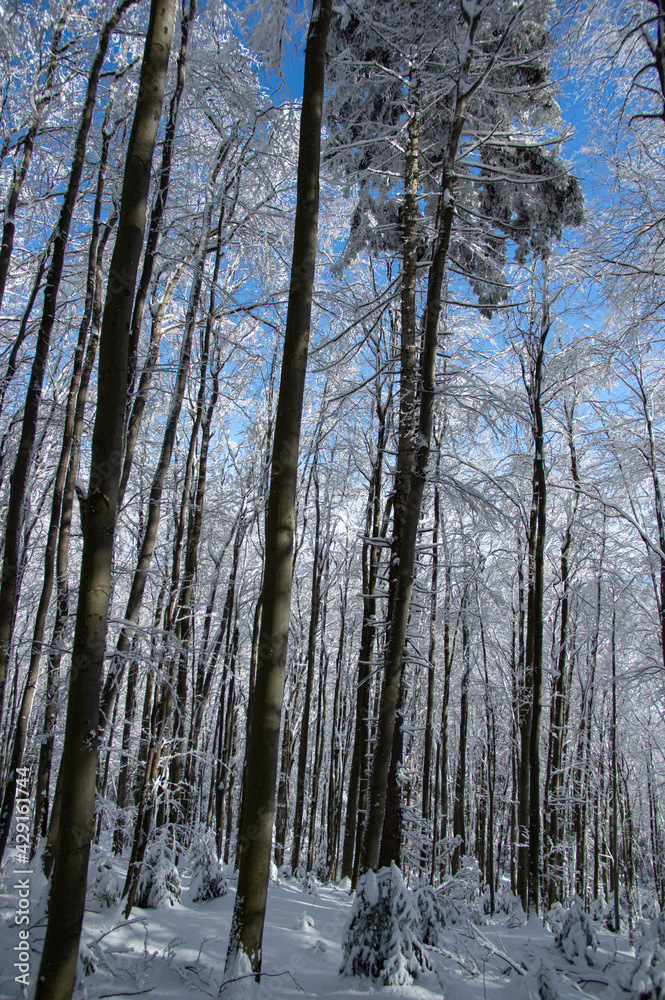 Fototapeta premium Trees covered with snow in the winter forest