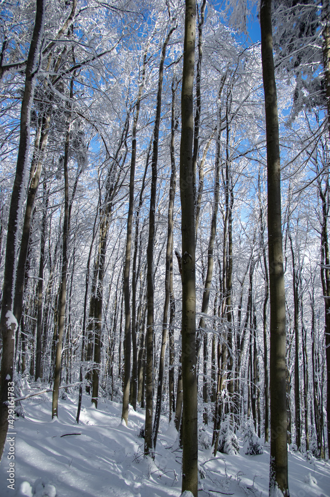Trees covered with snow in the winter forest Trees covered with snow in the winter forest