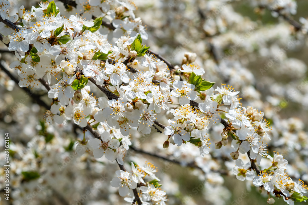 spring cherry flowers on a tree branch.