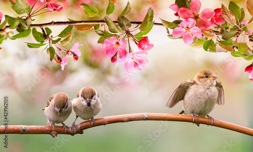 little sparrow bird chicks sit on the branch of an apple tree with pink flowe...