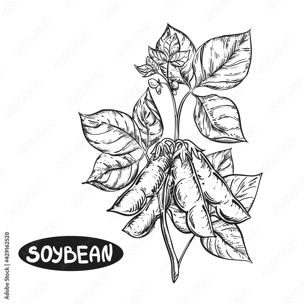 Soybean plant illustration Cut Out Stock Images & Pictures - Alamy