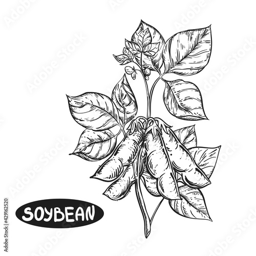 Hand drawn sketch black and white soybean, soy plant, leaf. Vector illustration. Elements in graphic style label, card, sticker, menu, package. Engraved style illustration.