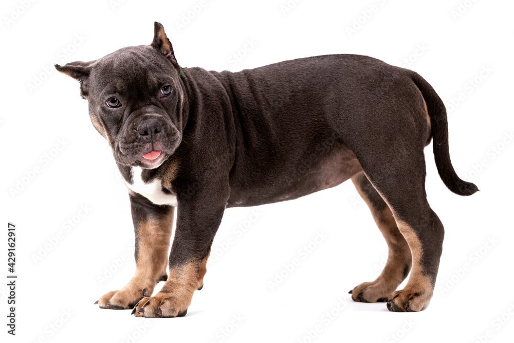 A puppy of the American Bully breed of the tricolor color. A newly created companion dog breed in the United States.