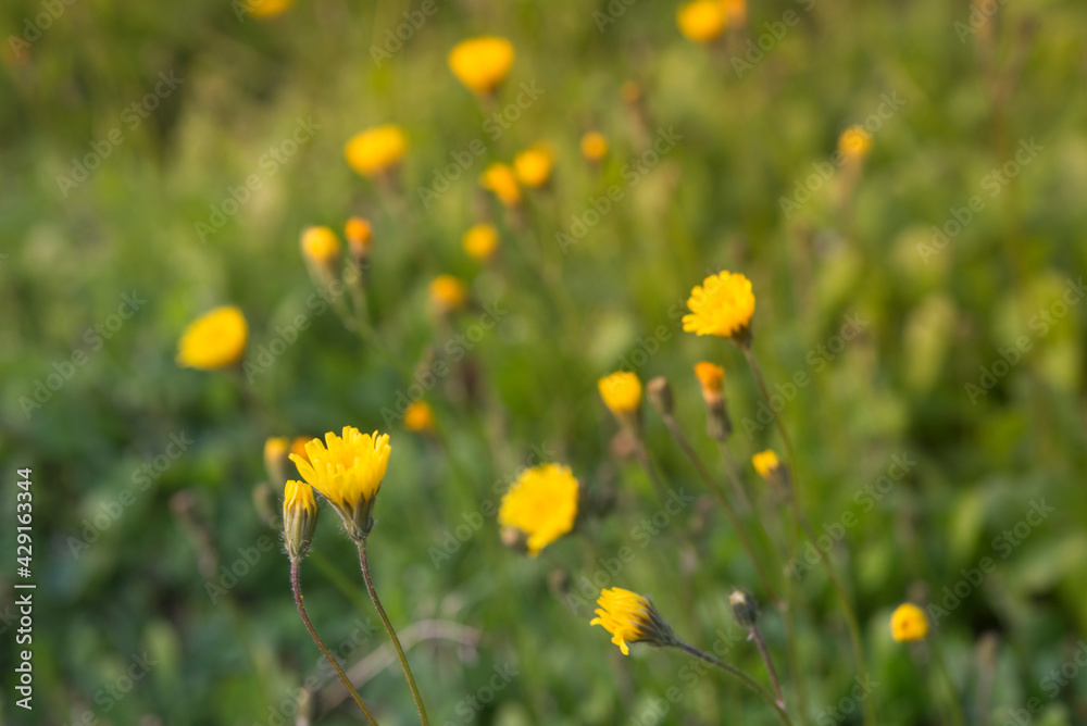 daisy plants with sun rays