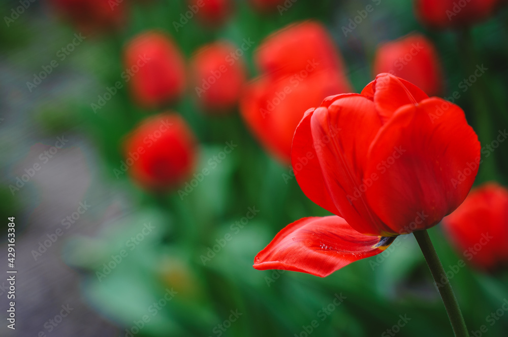 Red tulips in the spring sunlight, dew drops on red petals. Close Up of red tulip. Soft, selective focus. Red tulips in the spring sunlight, dew drops on red petals. Close Up of red tulip. Soft, selective focus.