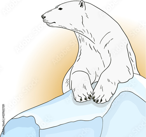 polar bear on ice