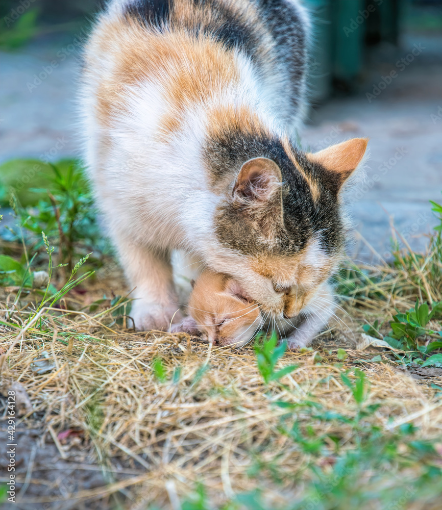 Ginger domestic mother cat taking care of her newborn kitten Ginger domestic mother cat taking care of her newborn kitten