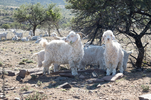 Photography Angora goats in paddock