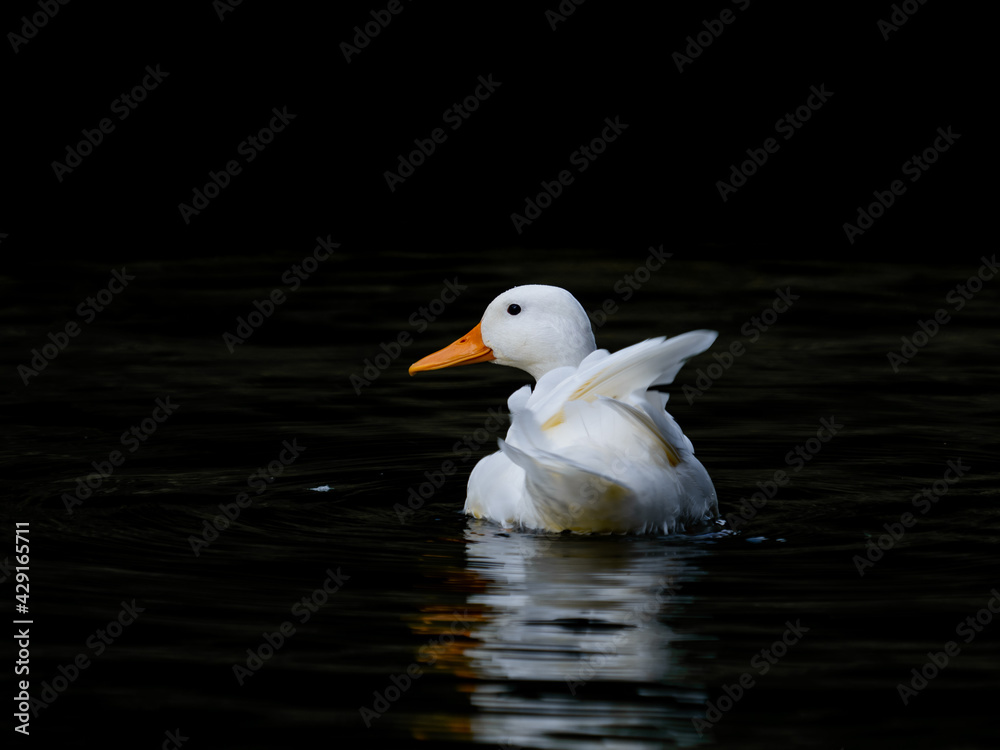 Jeune canard blanc Jeune canard blanc
