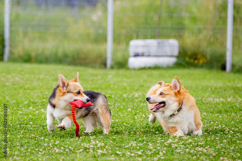 Welsh corgi dogs play together in the grass Welsh corgi dogs play together in the grass
