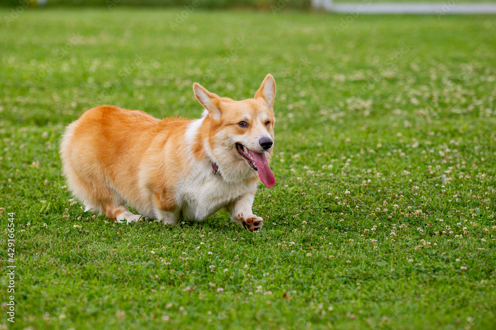 A beautiful Welsh Corgi is sitting in the grass, waiting to play with the owner