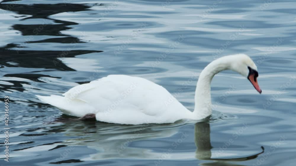 White swans swimming in the lake. Close up footage of white swans swimming in the lake.