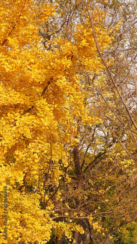 The beautiful autumn view with the colorful autumn leaves on the trees in autumn