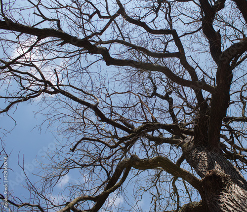 Branches of a huge oak tree against the blue sky in early spring