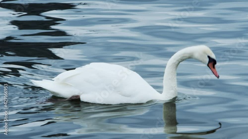 White swans swimming in the lake. Close up footage of white swans swimming in the lake.