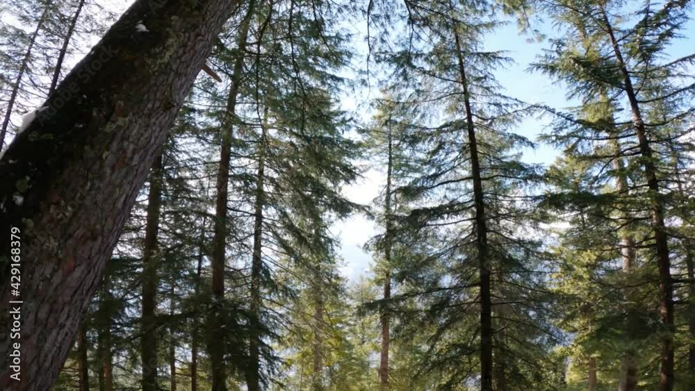 View of the Pine trees at Van Vihar National Park in Manali, Himachal Pradesh, India. Forest background. View of the Pine trees at Van Vihar National Park in Manali, Himachal Pradesh, India. Forest background.