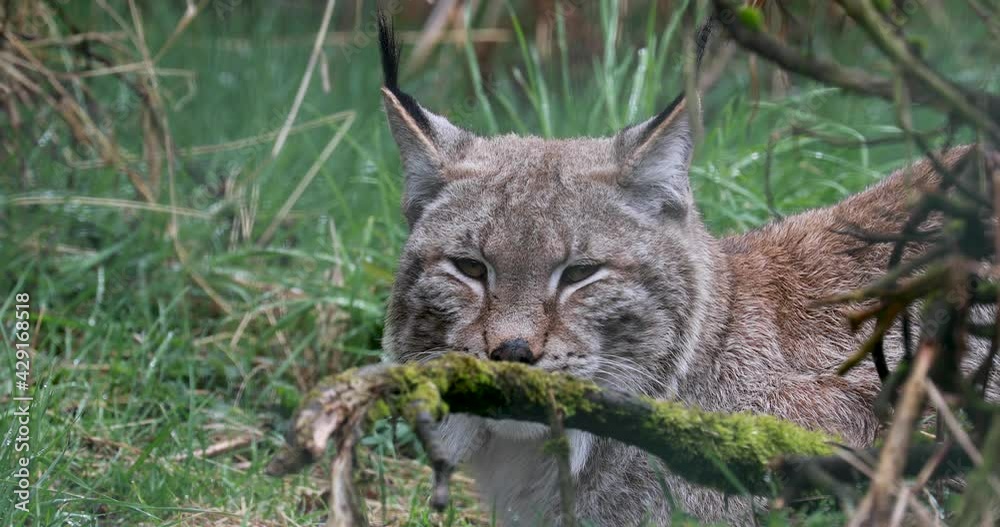 Eurasian lynx, Lynx lynx, close up portrait while lying down on grass displaying behaviour. Eurasian lynx, Lynx lynx, close up portrait while lying down on grass displaying behaviour.