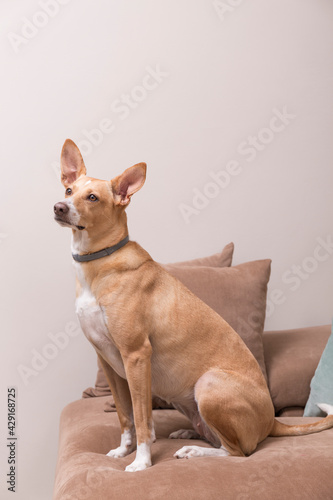 Dog with brown and white short hair sitting on a brown sofa