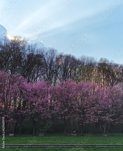 Cherry blossom in the old town of Muenster