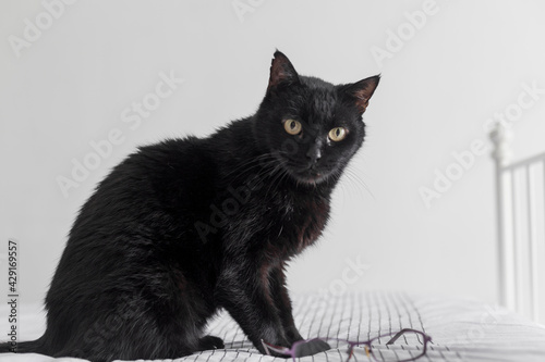 black short-haired cat with greenish eyes sitting on the bed next to glasses, the background is white, horizontal photo