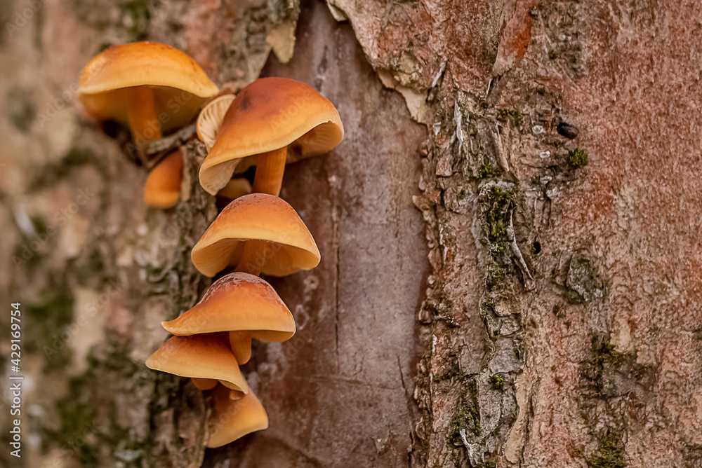 Fototapeta premium Mushrooms grow on the trunk of tree from under the bark