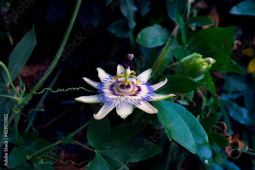 Beautiful passiflora flower with warm colors in nature. Psssiflora know as sleep medicine. photo