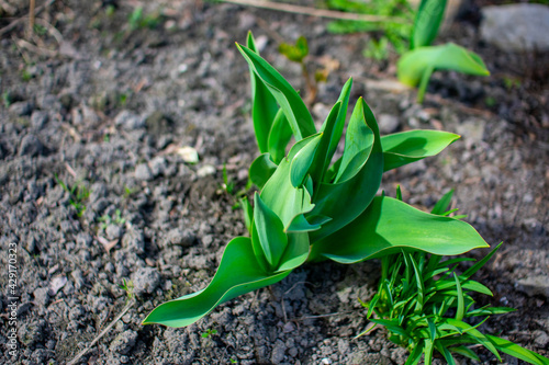 Obraz w ramie green sprout growing in soil