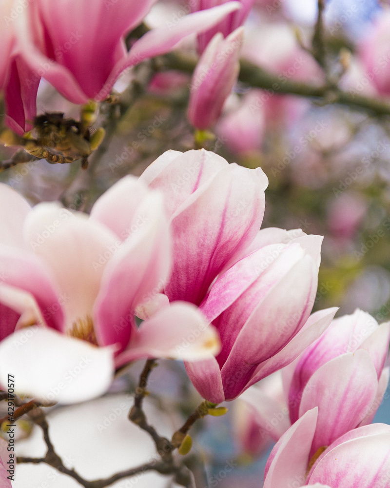 Obraz premium magnolia tree spring blossom