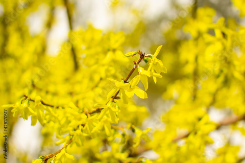 Naklejka yellow leaves on the tree