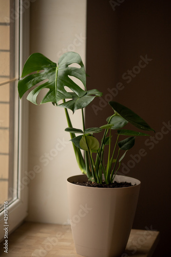 selective focus. tropical monstera flower in a large flower pot on the window with large carved leaves. Flower, plant for home and office, interior design