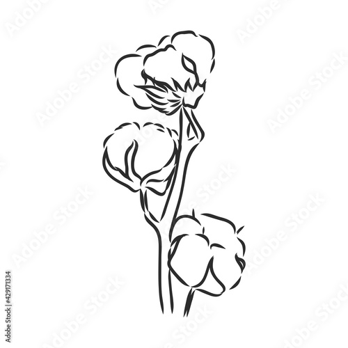 Hand drawn cotton plant in vintage style.