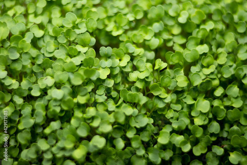 Wallpaper Mural arugula microgreens in container. Sprouting Microgreens. Seed Germination at home. Vegan and healthy eating concept. Sprouted arugula Seeds, Micro greens. Growing sprouts. Torontodigital.ca