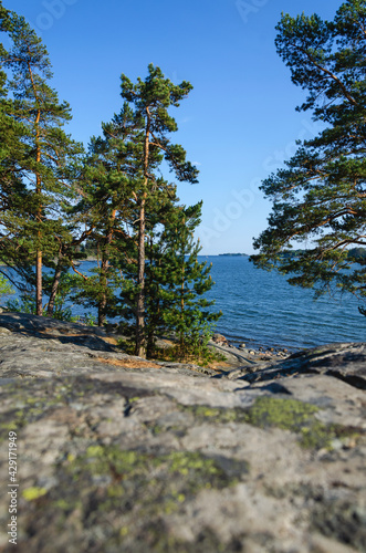 Pines and sea photo