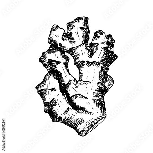 Ginger vector illustration. Hand drawn outline black and white ginger root. Herbal spice lineart sketch for packaging design, poster, menu, recipe book. Organic healthy vegan food