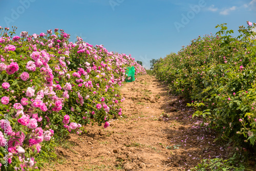 Rosa × damascena fields (Damask rose, rose of Castile) rose hybrid, derived from Rosa gallica and Rosa moschata. Bulgarian rose valley near Kazanlak. Copy space.