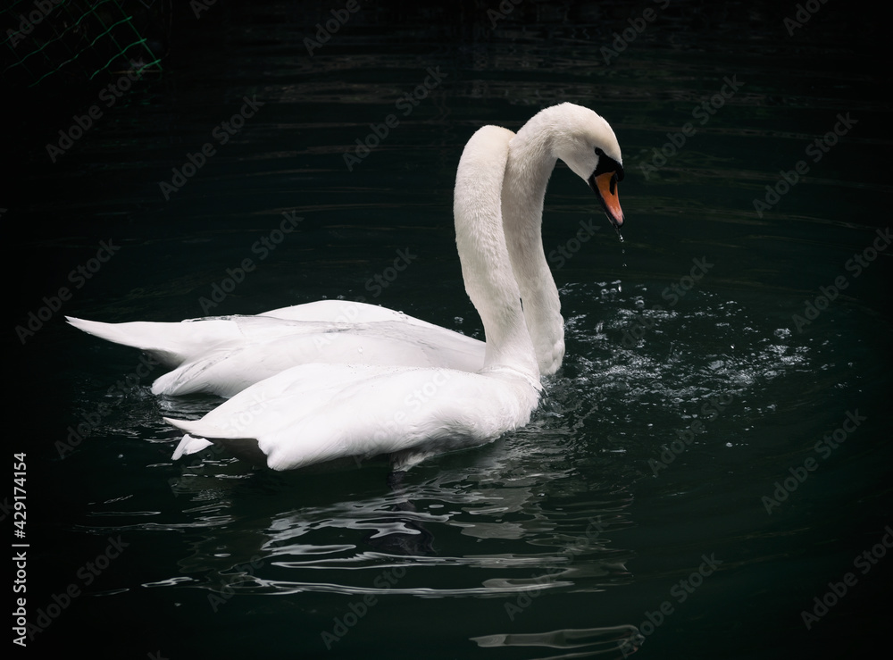 Couple of white swans in love swimming on lake water Couple of white swans in love swimming on lake water