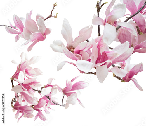 Fototapeta Naklejka Na Ścianę i Meble -  Set of blooming magnolia flowers on tree branch isolated on white