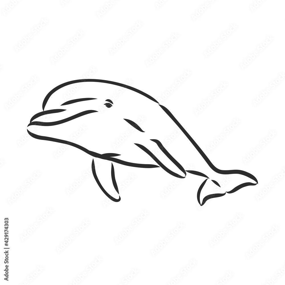 Fototapeta premium simple dolphin silhouette. dolphin, vector sketch on a white background