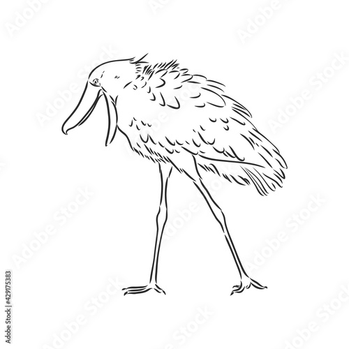 Hand drawn sketch style shoebill. Vector illustration isolated on white background.