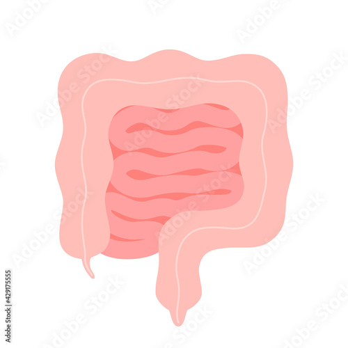 Intestine organ, digestive bowel system. Healthy gut. Curve bowel. Internal, viscera, inside gastrointestinal organ. Vector cartoon illustration