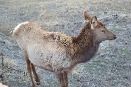 Elk