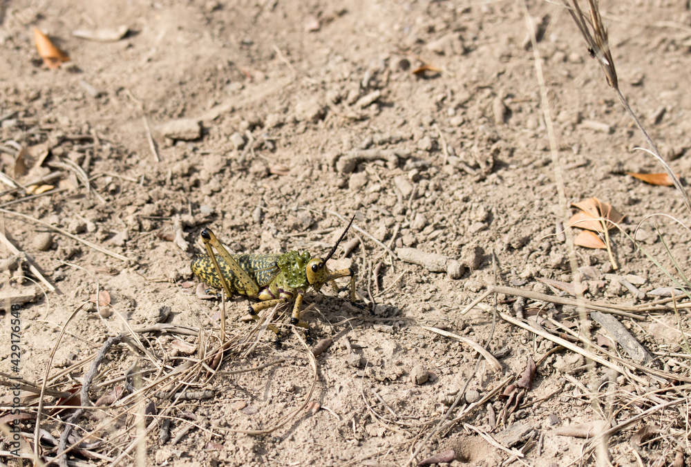 Large green locust on a farm near Jefferys Bay SWouth Africa Large green locust on a farm near Jefferys Bay SWouth Africa