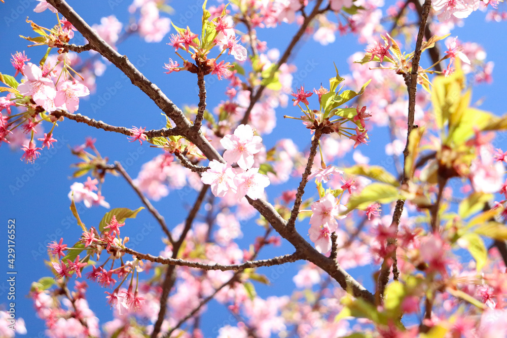 さくら 桜 サクラ 満開 綺麗 鮮やか 優美 可憐 卒業 入学 花見 ピンク かわいい 新生活 さくら 桜 サクラ 満開 綺麗 鮮やか 優美 可憐 卒業 入学 花見 ピンク かわいい 新生活