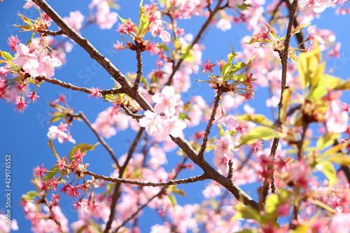 さくら 桜 サクラ 満開 綺麗 鮮やか 優美 可憐 卒業 入学 花見 ピンク かわいい 新生活