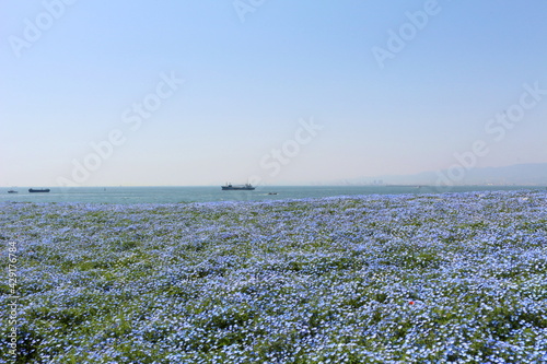 ネモフィラと海と空