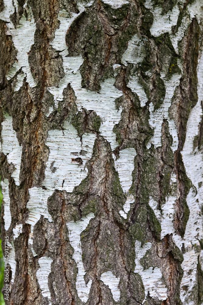 Fototapeta premium Birch trunk. The bark of an old birch tree, with a large texture of white and black wood.