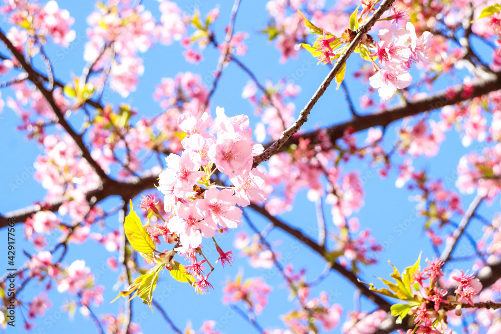 さくら 桜 サクラ ピンク 花びら 満開 美しい きれい かわいい 新生活 入学 卒業 