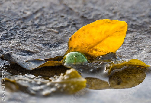 Neanthes virens eggs on a leaf of pelvetia seaweed at low tide photo